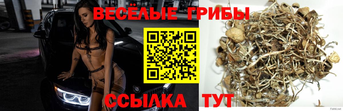 Псилоцибиновые грибы Psilocybe Белово